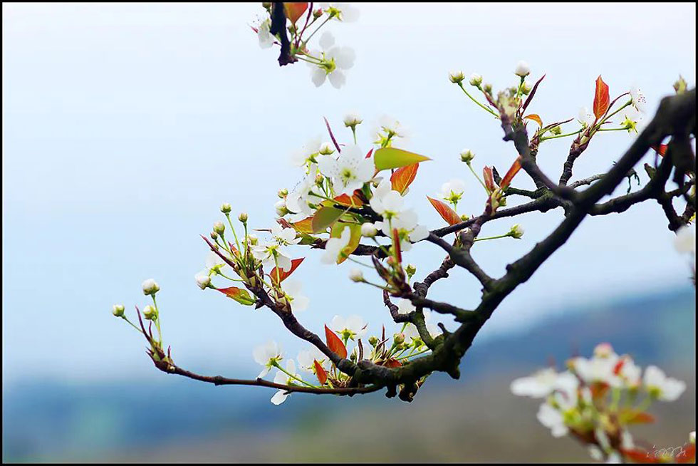 【春天,广西桂林灌阳县向您发出邀请!】我们在灌阳看梨花 - 游山玩水 - 仙桃生活社区 - 仙桃28生活网 xiantao.28life.com