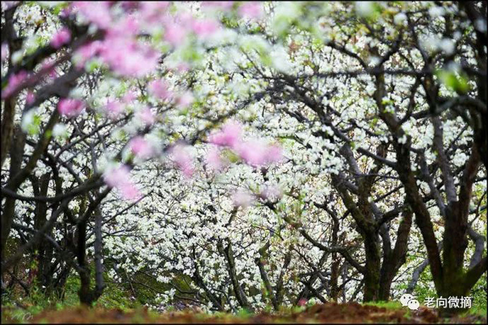 【春天,广西桂林灌阳县向您发出邀请!】我们在灌阳看梨花 - 游山玩水 - 仙桃生活社区 - 仙桃28生活网 xiantao.28life.com