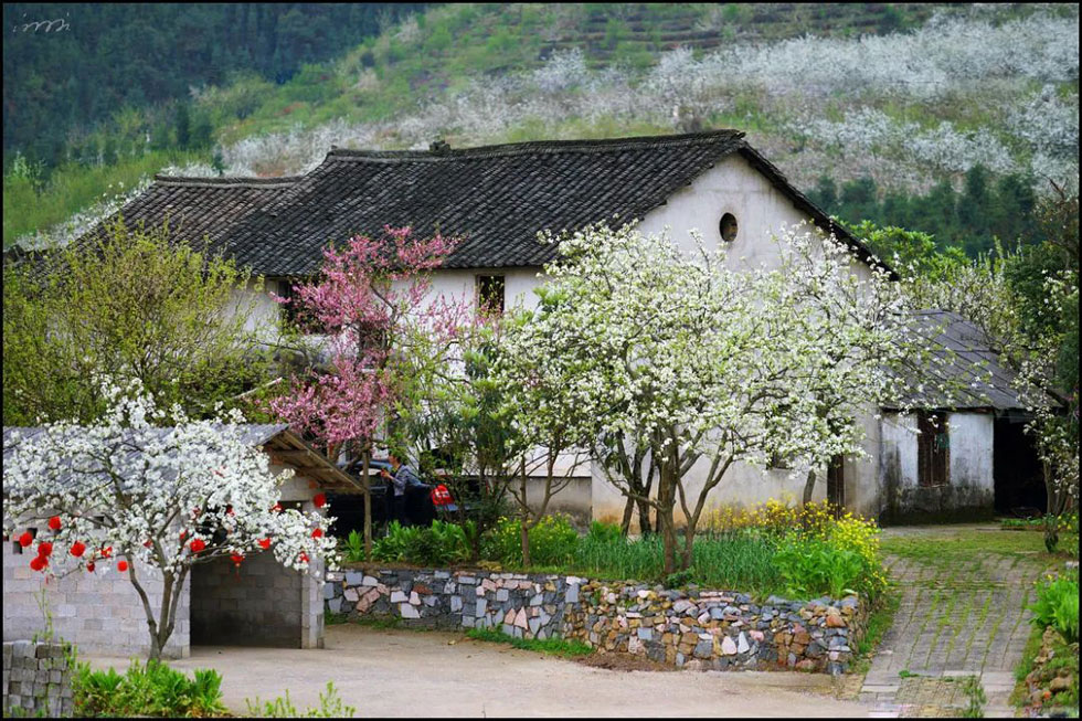 【春天,广西桂林灌阳县向您发出邀请!】我们在灌阳看梨花 - 游山玩水 - 仙桃生活社区 - 仙桃28生活网 xiantao.28life.com