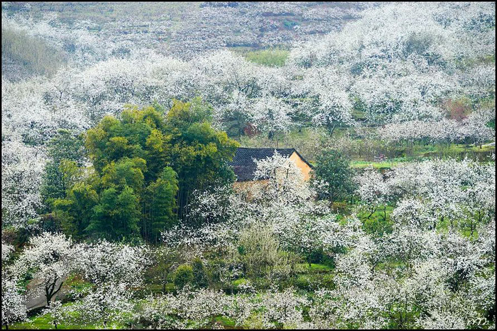 【春天,广西桂林灌阳县向您发出邀请!】我们在灌阳看梨花 - 游山玩水 - 仙桃生活社区 - 仙桃28生活网 xiantao.28life.com