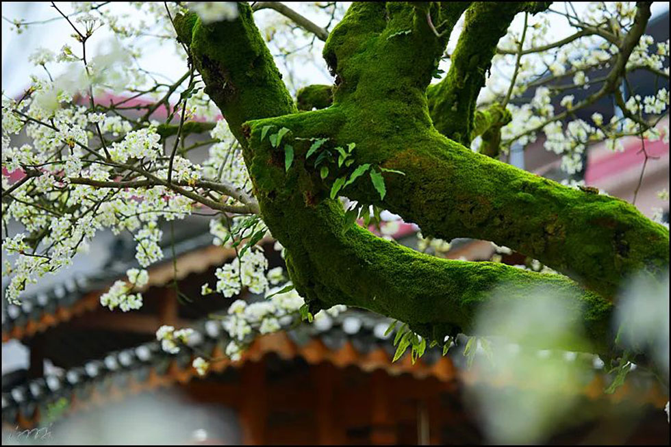 【春天,广西桂林灌阳县向您发出邀请!】我们在灌阳看梨花 - 游山玩水 - 仙桃生活社区 - 仙桃28生活网 xiantao.28life.com