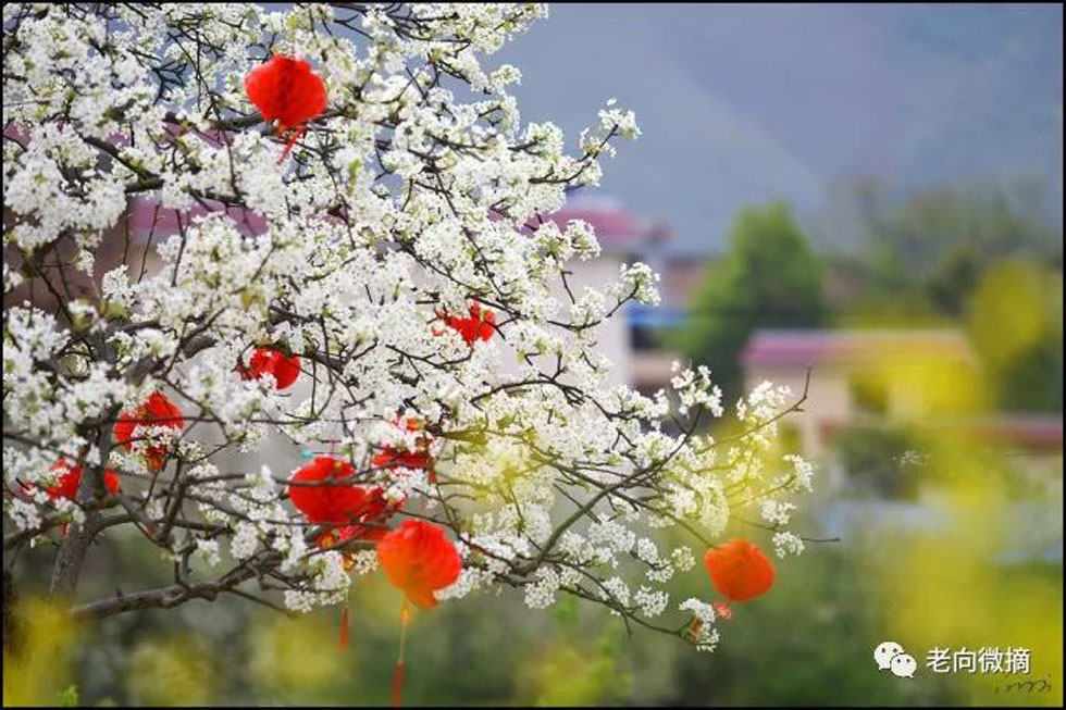 【春天,广西桂林灌阳县向您发出邀请!】我们在灌阳看梨花 - 游山玩水 - 仙桃生活社区 - 仙桃28生活网 xiantao.28life.com