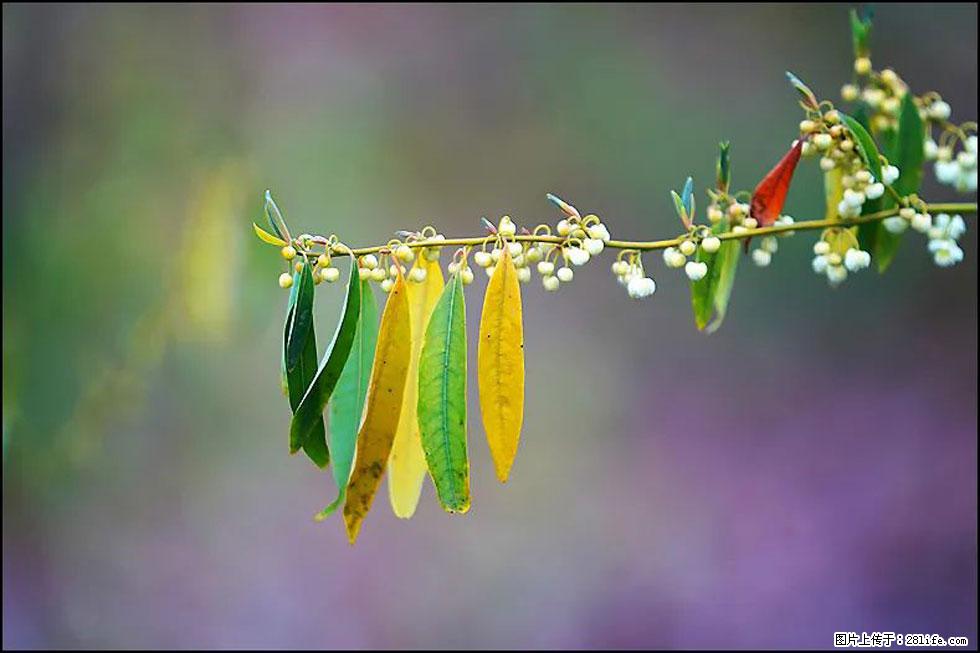 【春天,广西桂林灌阳县向您发出邀请!】米珠山前有片山苍子花在飘香 - 游山玩水 - 仙桃生活社区 - 仙桃28生活网 xiantao.28life.com