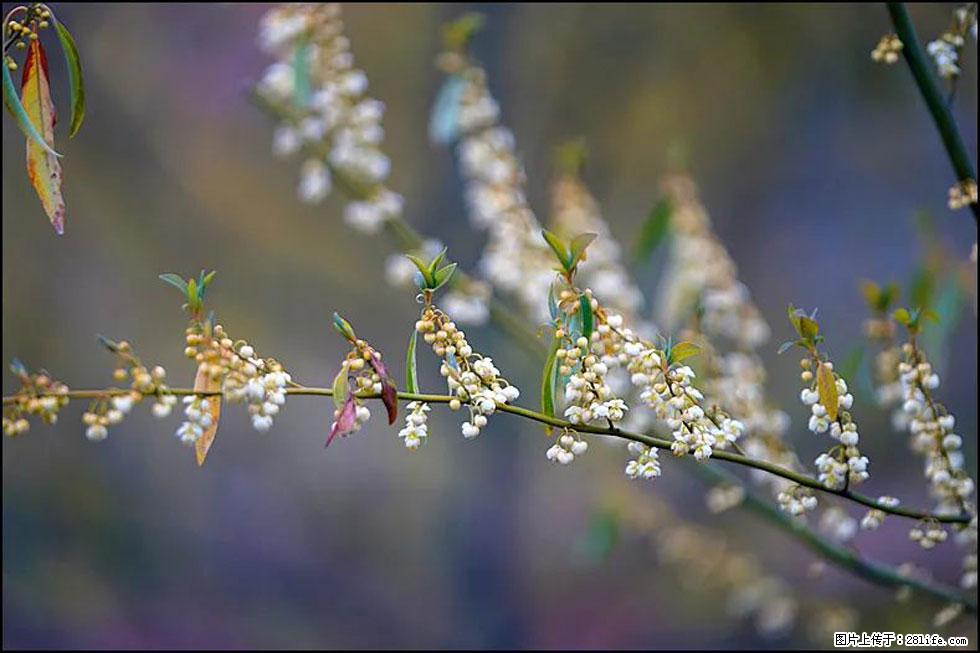 【春天,广西桂林灌阳县向您发出邀请!】米珠山前有片山苍子花在飘香 - 游山玩水 - 仙桃生活社区 - 仙桃28生活网 xiantao.28life.com