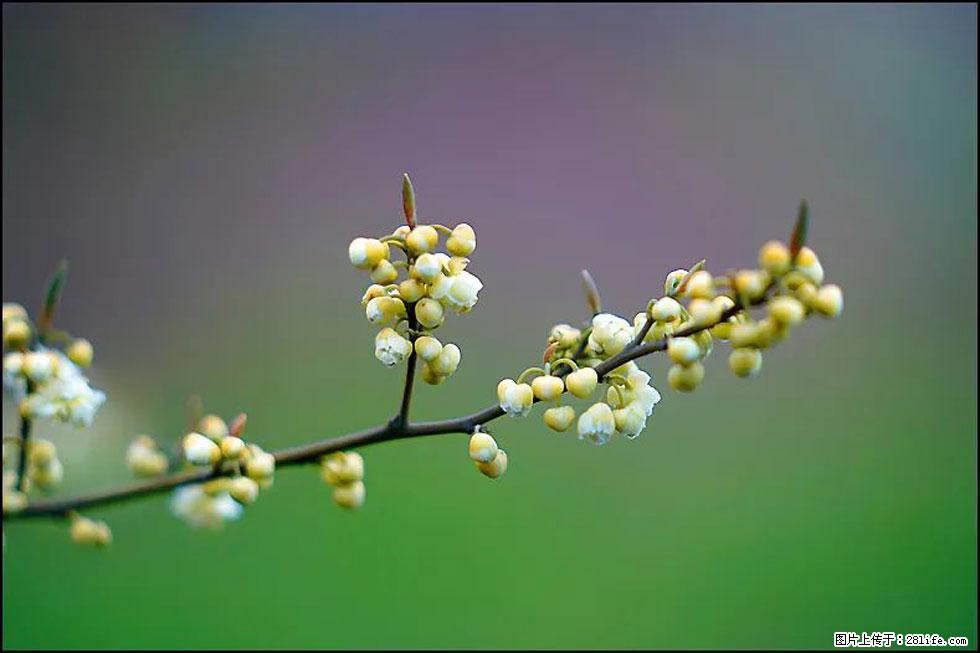 【春天,广西桂林灌阳县向您发出邀请!】米珠山前有片山苍子花在飘香 - 游山玩水 - 仙桃生活社区 - 仙桃28生活网 xiantao.28life.com