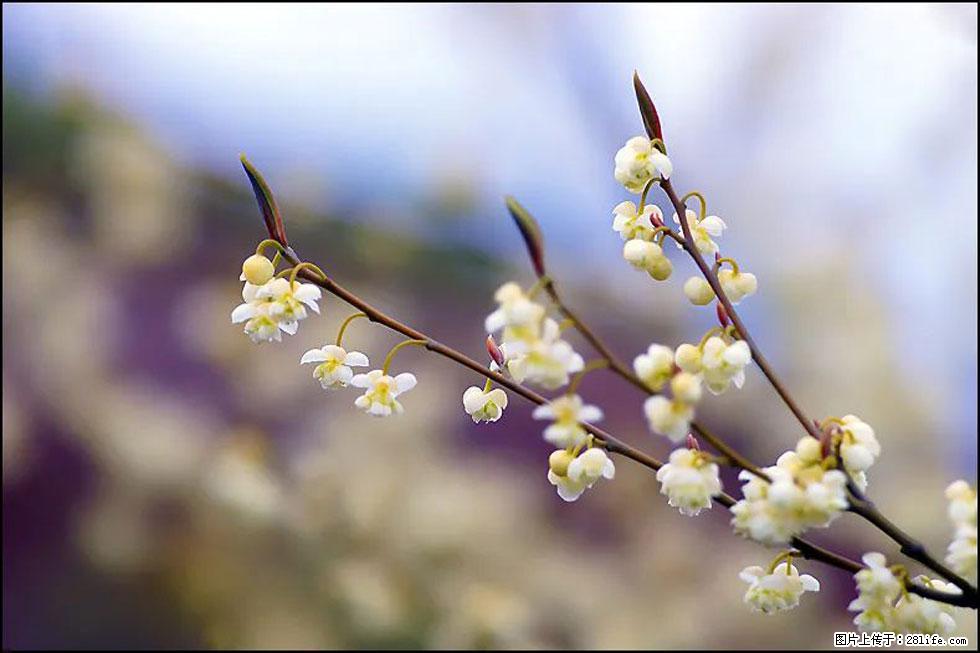 【春天,广西桂林灌阳县向您发出邀请!】米珠山前有片山苍子花在飘香 - 游山玩水 - 仙桃生活社区 - 仙桃28生活网 xiantao.28life.com