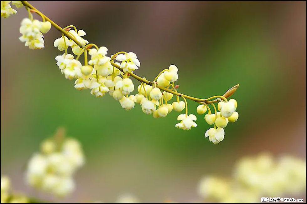 【春天,广西桂林灌阳县向您发出邀请!】米珠山前有片山苍子花在飘香 - 游山玩水 - 仙桃生活社区 - 仙桃28生活网 xiantao.28life.com