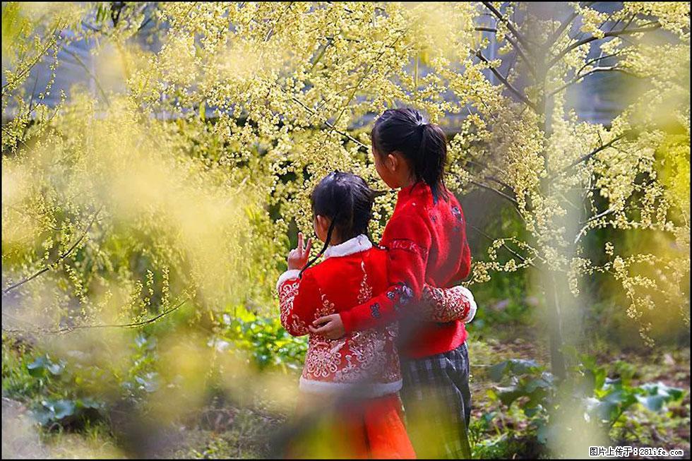 【春天,广西桂林灌阳县向您发出邀请!】米珠山前有片山苍子花在飘香 - 游山玩水 - 仙桃生活社区 - 仙桃28生活网 xiantao.28life.com