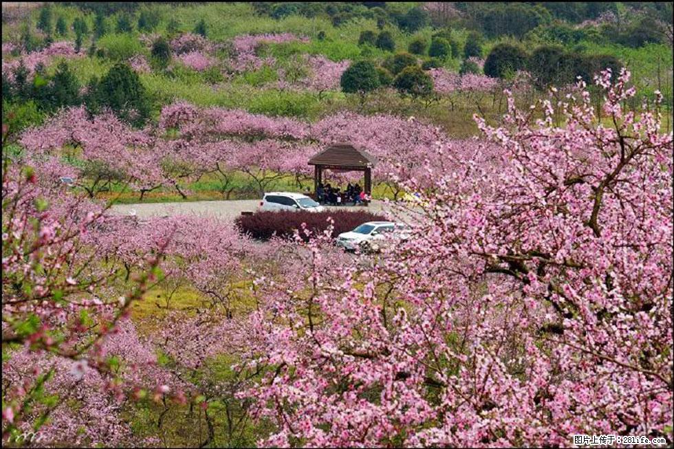【春天,广西桂林灌阳县向您发出邀请!】官庄村有个醉美的桃花园 - 游山玩水 - 仙桃生活社区 - 仙桃28生活网 xiantao.28life.com