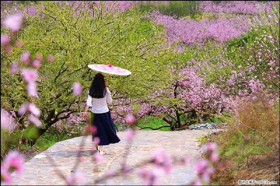 【春天,广西桂林灌阳县向您发出邀请!】官庄村有个醉美的桃花园 - 游山玩水 - 仙桃生活社区 - 仙桃28生活网 xiantao.28life.com