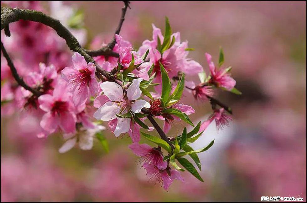 【春天,广西桂林灌阳县向您发出邀请!】官庄村有个醉美的桃花园 - 游山玩水 - 仙桃生活社区 - 仙桃28生活网 xiantao.28life.com