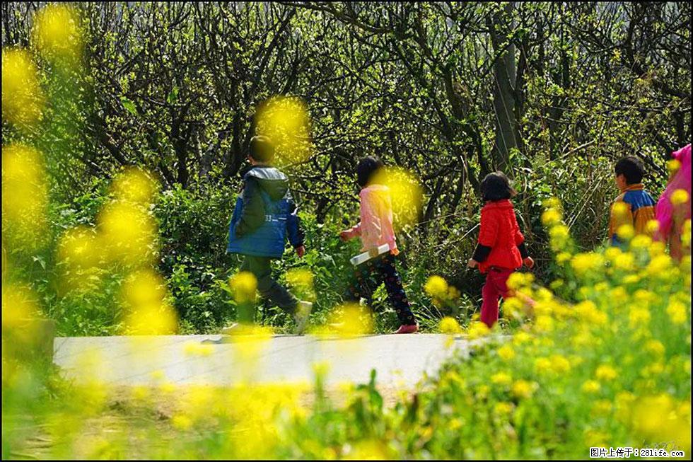 【春天,广西桂林灌阳县向您发出邀请!】长坪村油菜盛情花开 - 游山玩水 - 仙桃生活社区 - 仙桃28生活网 xiantao.28life.com