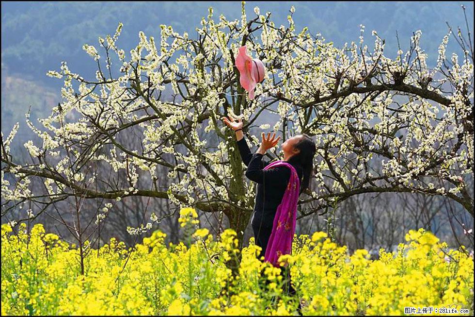 【春天,广西桂林灌阳县向您发出邀请!】长坪村油菜盛情花开 - 游山玩水 - 仙桃生活社区 - 仙桃28生活网 xiantao.28life.com