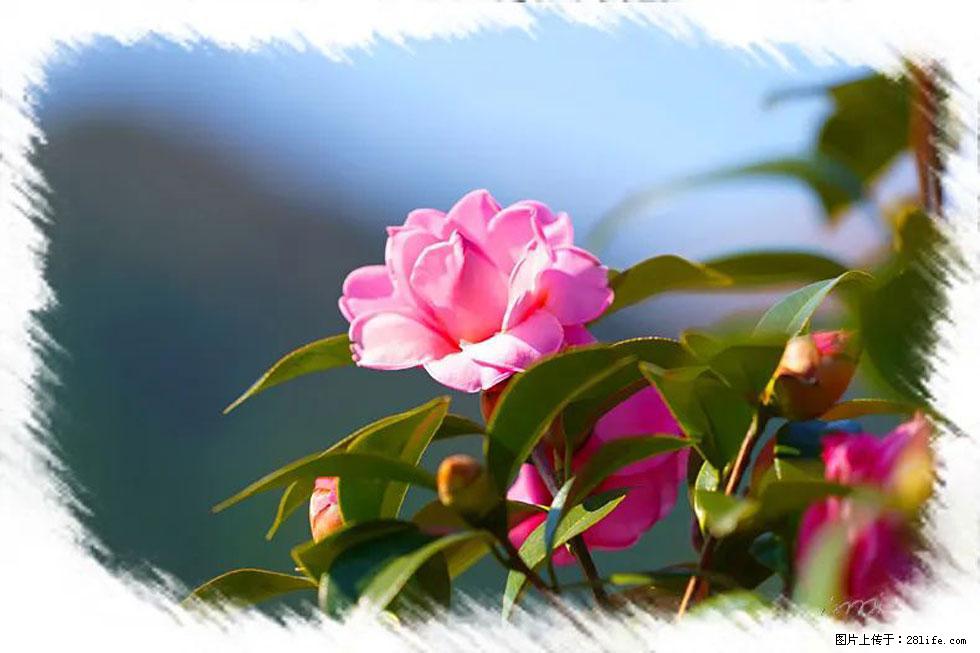 【春天,广西桂林灌阳县向您发出邀请!】杨柳井茶花惹人爱 - 游山玩水 - 仙桃生活社区 - 仙桃28生活网 xiantao.28life.com