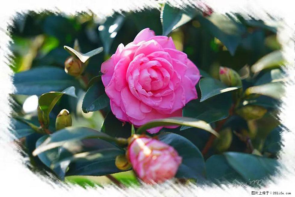 【春天,广西桂林灌阳县向您发出邀请!】杨柳井茶花惹人爱 - 游山玩水 - 仙桃生活社区 - 仙桃28生活网 xiantao.28life.com