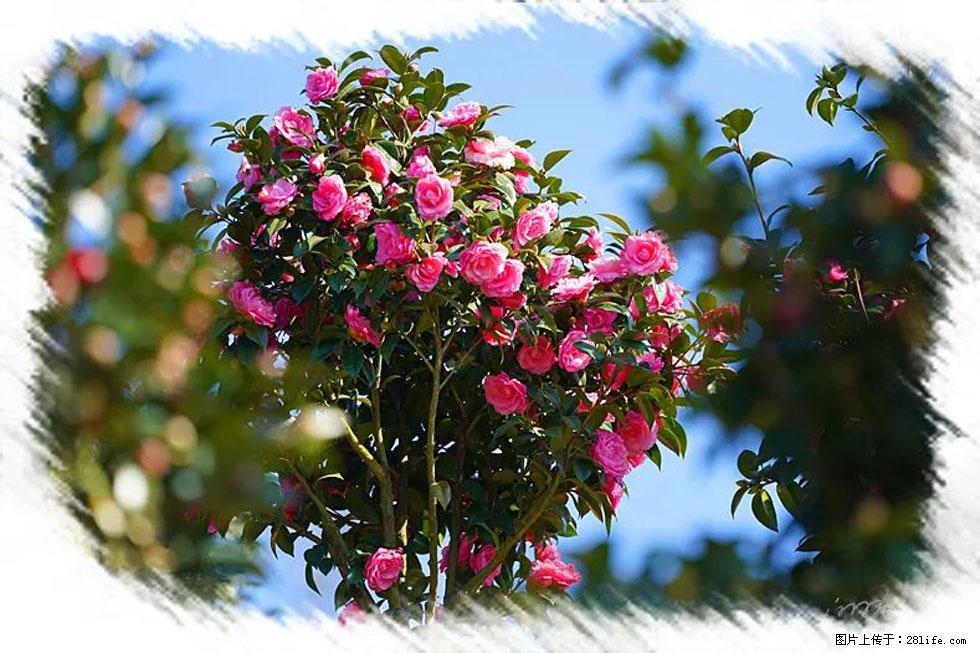 【春天,广西桂林灌阳县向您发出邀请!】杨柳井茶花惹人爱 - 游山玩水 - 仙桃生活社区 - 仙桃28生活网 xiantao.28life.com