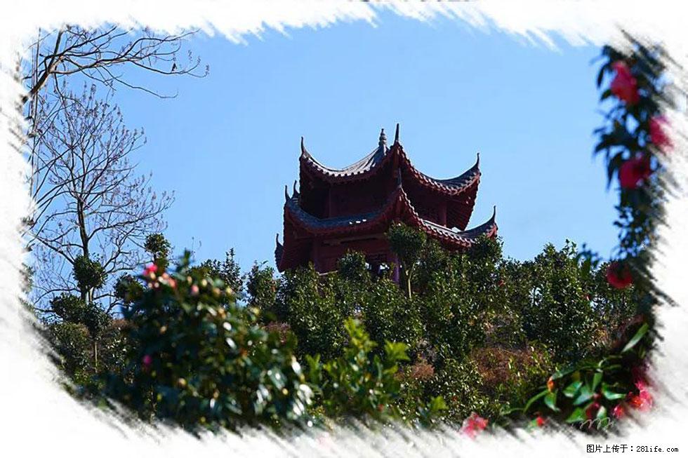 【春天,广西桂林灌阳县向您发出邀请!】杨柳井茶花惹人爱 - 游山玩水 - 仙桃生活社区 - 仙桃28生活网 xiantao.28life.com