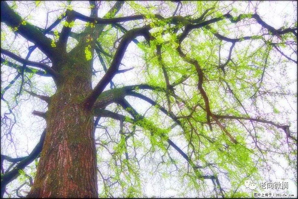 【春天,广西桂林灌阳县向您发出邀请!】在小龙村与春天约会 - 游山玩水 - 仙桃生活社区 - 仙桃28生活网 xiantao.28life.com