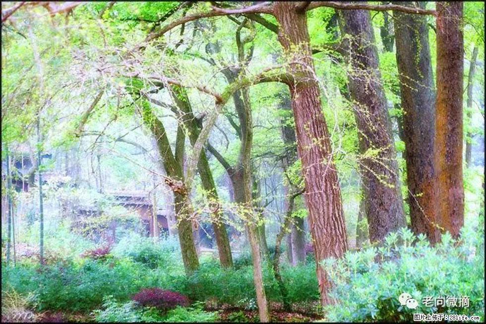 【春天,广西桂林灌阳县向您发出邀请!】在小龙村与春天约会 - 游山玩水 - 仙桃生活社区 - 仙桃28生活网 xiantao.28life.com