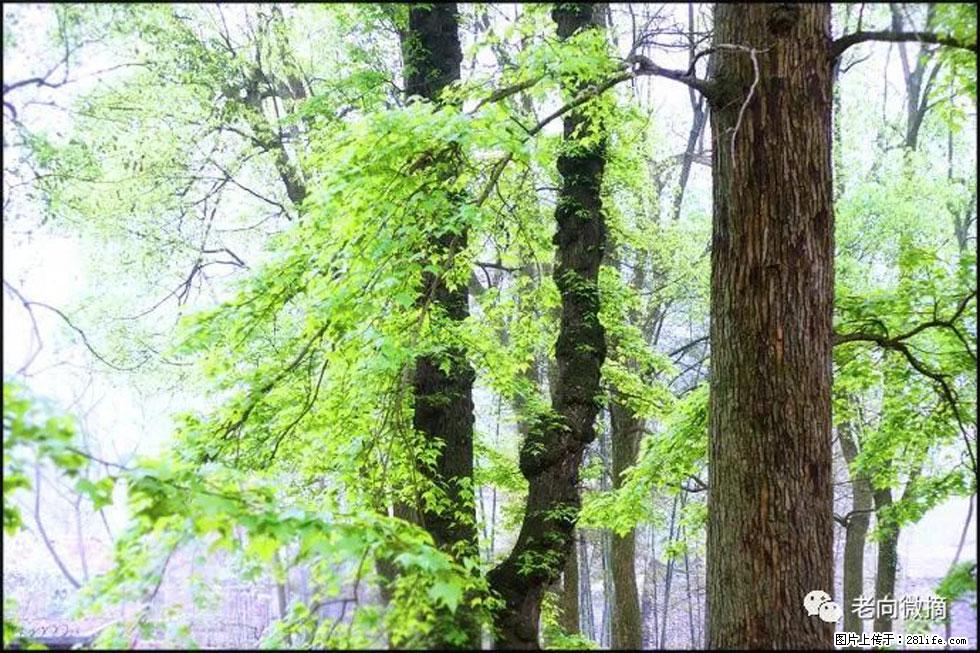 【春天,广西桂林灌阳县向您发出邀请!】在小龙村与春天约会 - 游山玩水 - 仙桃生活社区 - 仙桃28生活网 xiantao.28life.com