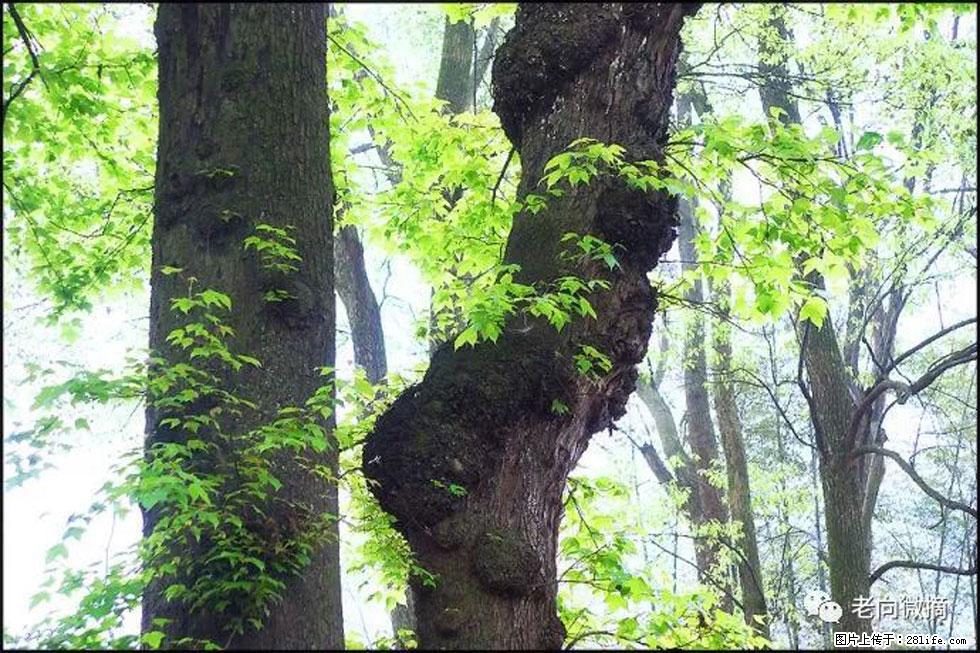 【春天,广西桂林灌阳县向您发出邀请!】在小龙村与春天约会 - 游山玩水 - 仙桃生活社区 - 仙桃28生活网 xiantao.28life.com