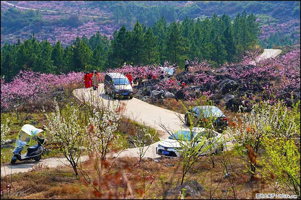 【春天,广西桂林灌阳县向您发出邀请!】望月岭上桃花开 - 游山玩水 - 仙桃生活社区 - 仙桃28生活网 xiantao.28life.com