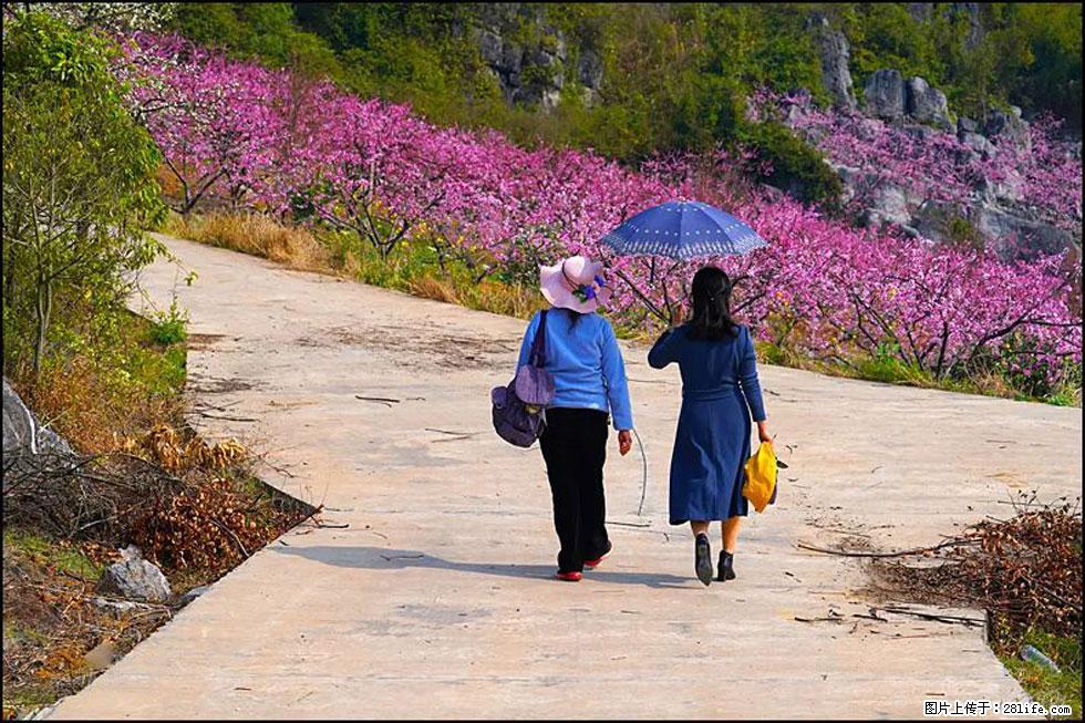 【春天,广西桂林灌阳县向您发出邀请!】望月岭上桃花开 - 游山玩水 - 仙桃生活社区 - 仙桃28生活网 xiantao.28life.com
