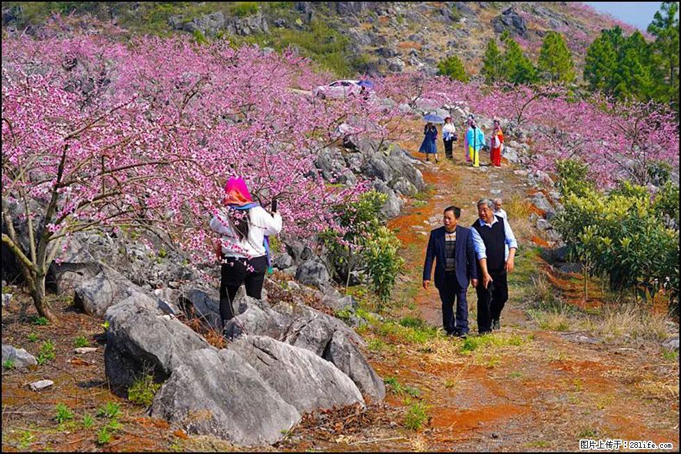 【春天,广西桂林灌阳县向您发出邀请!】望月岭上桃花开 - 游山玩水 - 仙桃生活社区 - 仙桃28生活网 xiantao.28life.com