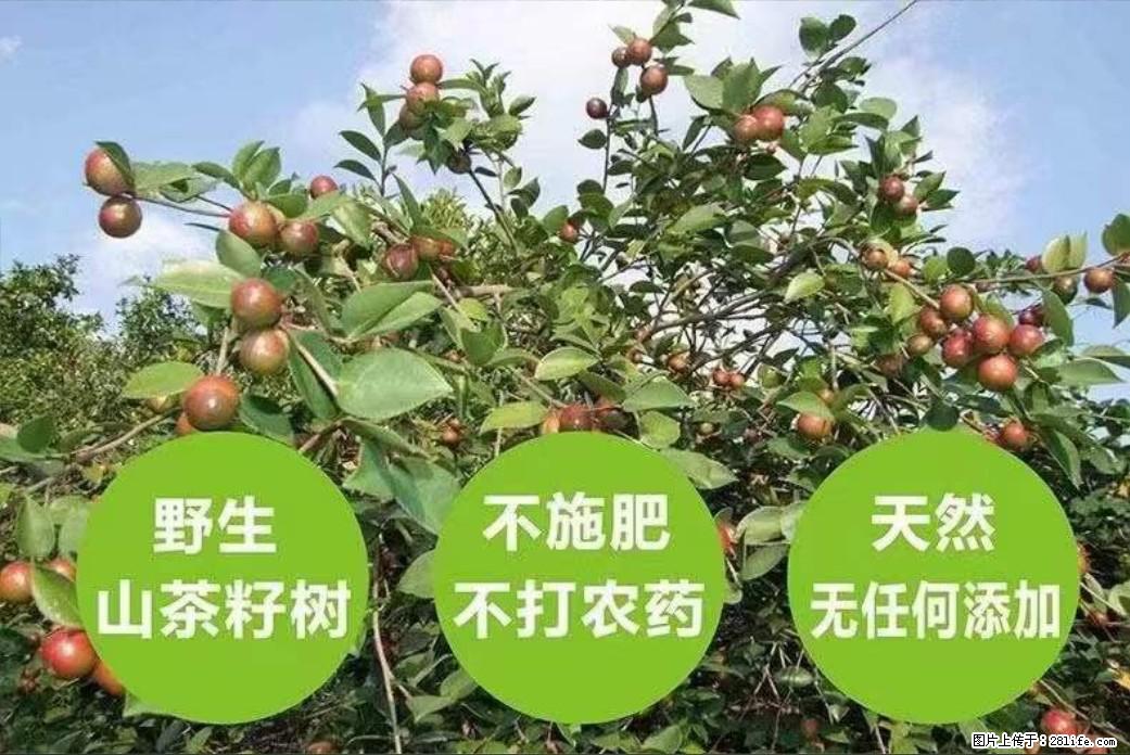 【灌阳县油茶产业示范区】一个有着充实的精神生活的人,对待身外之物自会有一种淡泊的态度 - 美食天地 - 仙桃生活社区 - 仙桃28生活网 xiantao.28life.com