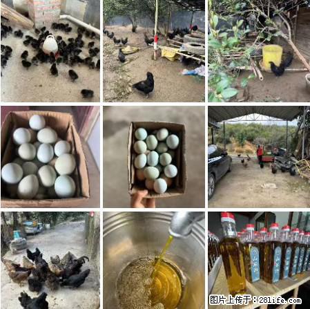 油茶园从小鸡仔开始养起的纯土鸡、土鸡蛋可以预定啦!还有前几天刚榨的纯山茶油哦 - 土特产 - 饮食特产 - 仙桃分类信息 - 仙桃28生活网 xiantao.28life.com