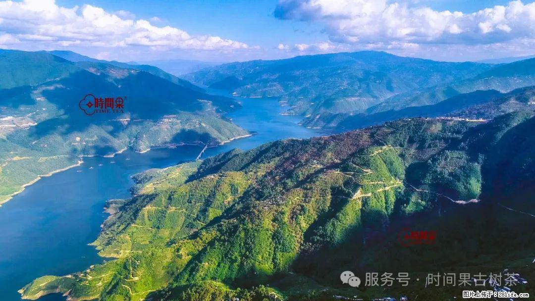 时间果百年古树龙珠普洱生茶 - 购物交流 - 仙桃生活社区 - 仙桃28生活网 xiantao.28life.com