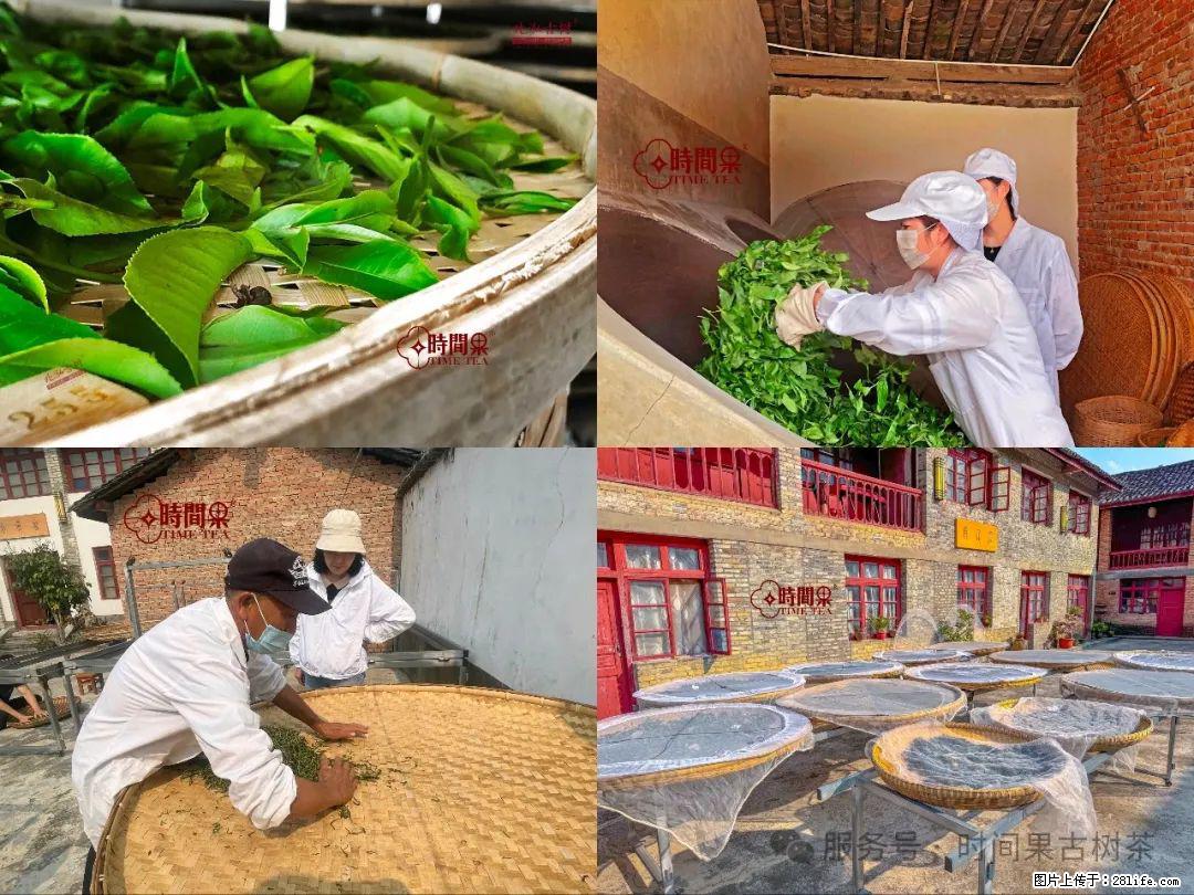 时间果百年古树龙珠普洱生茶 - 购物交流 - 仙桃生活社区 - 仙桃28生活网 xiantao.28life.com