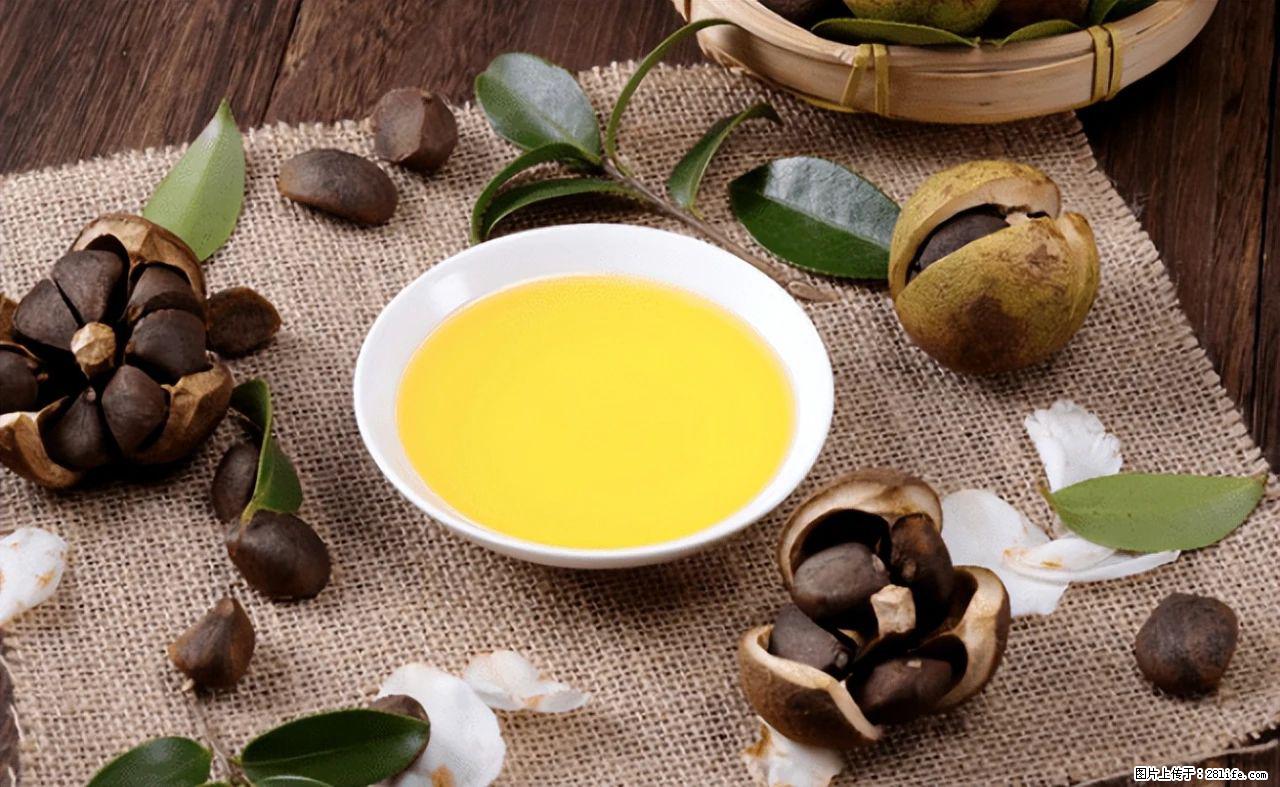 揭秘茶油的5大核心营养成分!被称为人体健康的“守护盾”! - 仙桃生活资讯 - 仙桃28生活网 xiantao.28life.com