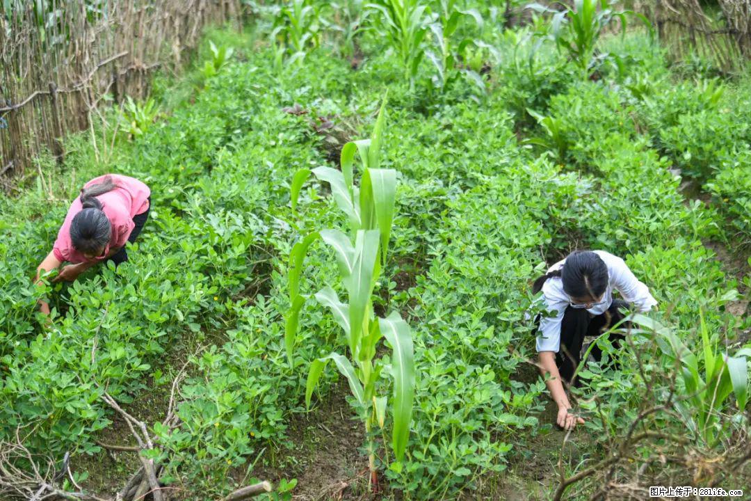 全网追的“扁担女孩”,找了一份暑假工,时薪12元 - 仙桃生活资讯 - 仙桃28生活网 xiantao.28life.com