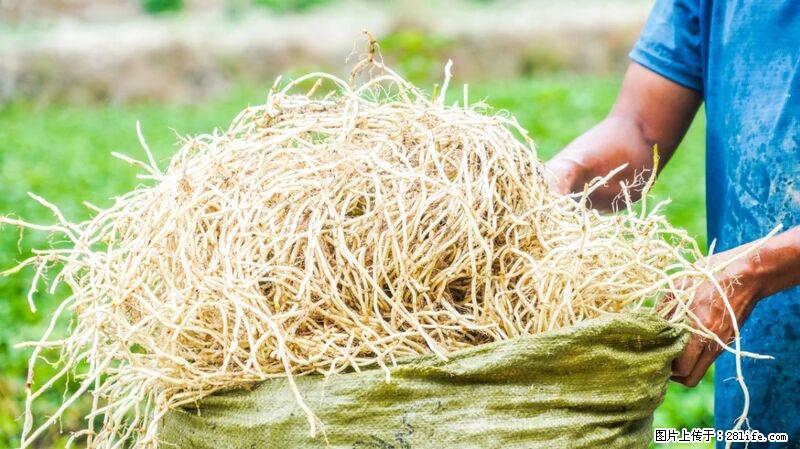 堪称“最难吃”的蔬菜,却是 “抗辐射神器”,还能护肺、清热、止咳化痰! - 仙桃生活资讯 - 仙桃28生活网 xiantao.28life.com