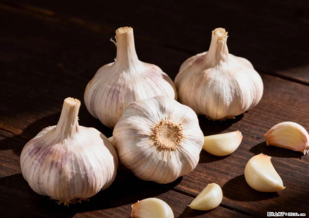 关于大蒜，除了“天然抗生素”，这4个谣言更该警惕! - 仙桃生活资讯 - 仙桃28生活网 xiantao.28life.com