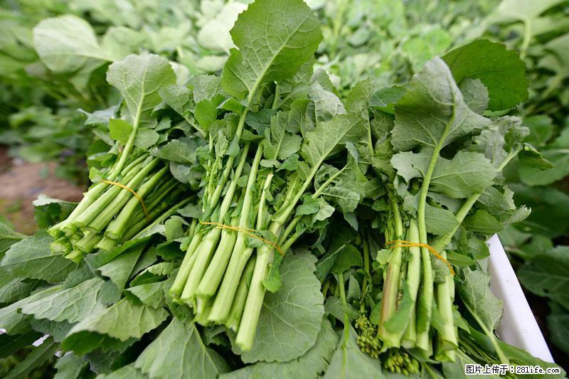 这些蔬菜是“天然钙片”，这6种被医生重点推荐 - 仙桃生活资讯 - 仙桃28生活网 xiantao.28life.com